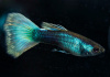 Гуппи синий неон (Poecilia reticulata neon blue)