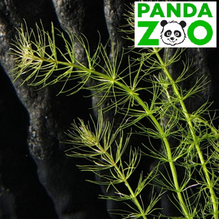 Bacopa myriophilloides- Бакопа мириофилоидес L234