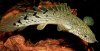 Полиптерус Дельгези (Polypterus delhezi) 5-7 см