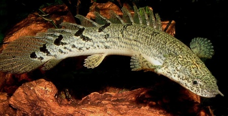 Полиптерус Дельгези (Polypterus delhezi) 5-7 см