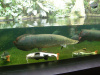 Арапаима гигантская (лат. Arapaima gigas) 10-15 см (малек)