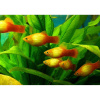Пецилия солнечная закат (Xiphophorus maculatus sunset Platy) сансэт