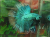 Петушок Халф Мун бабочка зеленый самец Betta splendens Halfmoon green Butterfly)