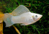 Моллинезия снежинка парусная (Poecilia velifera Silver lyretail Molly)