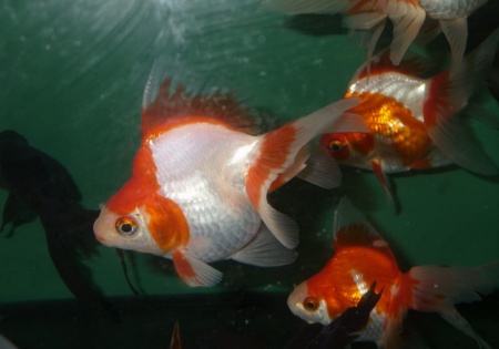 Риукин красно-белый короткохвостый (Goldfish Ryukin white & Red short tail)