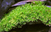 Мох рождественский - крисмас (Christmas Moss, Vesicularia montagnei)