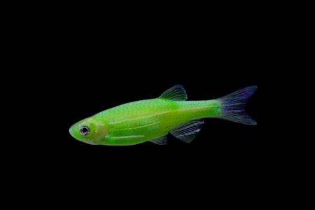 Данио рерио Глофиш салатовый (Danio rerio glofish)