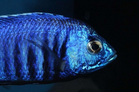 Цихлида Копадихромис Азуреус (Copadichromis azureus)