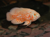Цихлида Астронотус тигровый альбинос (astronotus-ocellatus albino)