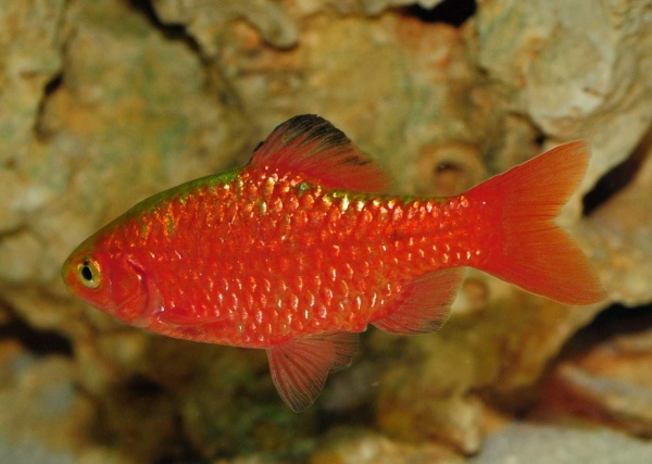 Барбус огненный (Barbus conchonius) 5-6см