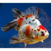 Риукин ситцевый с широким хвостом (Goldfish Ryukin calico broad tail)