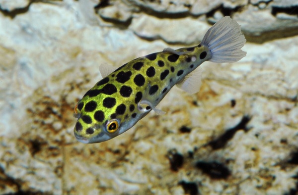 Тетрадон зеленый (Tetraodon fluviatilis)