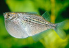 Серебряная клинобрюшка (Gasteropelecus levis)