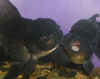 Оранда черная (Goldfish Oranda black) 10-12 см