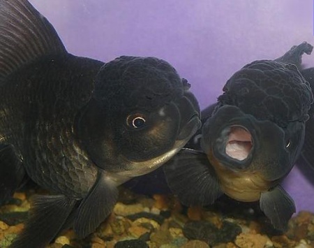 Оранда черная (Goldfish Oranda black) 10-12 см