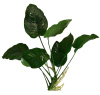 Анубиас Бартера Гигантский (Anubias barteri)