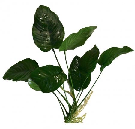 Анубиас Бартера Гигантский (Anubias barteri)