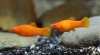 Моллинезия оранжевая (Poecilia sphenops orange Molly)