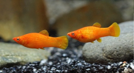 Моллинезия оранжевая (Poecilia sphenops orange Molly)