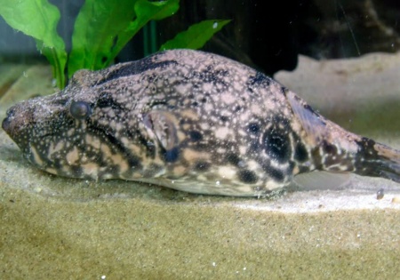 Тетрадон Свинорылый (Tetraodon suvattii)