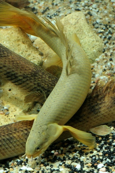 Полиптерус Сенегальский (Polypterus senegalus) 5-6 см 