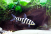 Лепорин Аффинис (Leporinus affinis) 4-5 см 