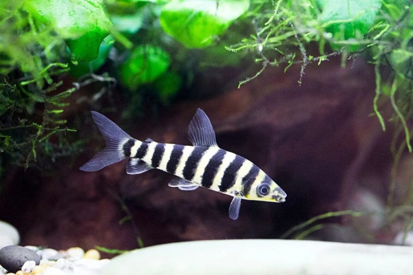 Лепорин Аффинис (Leporinus affinis) 4-5 см 