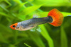 Гуппи Кои красная шапочка  (Guppy Koi RED Tuxedo) САМКА
