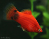 Пецилия красная Микки Маус  (Xiphophorus maculatus red Mickey Mouse Platy)
