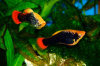 Пецилия Гавайская (Xiphophorus variatus Hawaiian)