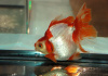 Риукин белый с красным коротким хвостом (Goldfish Ryukin white Red short tail)