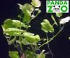 Cardamine lyrata- Кардамин лирата L024