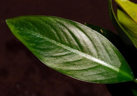 Анубиас конголезский (Anubias congensis)