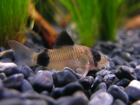 Коридорас Панда (Corydoras panda)  сом  2,2-2,5 см 
