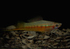 Меченосец Геллера зеленый (Xiphophorus helleri Green)