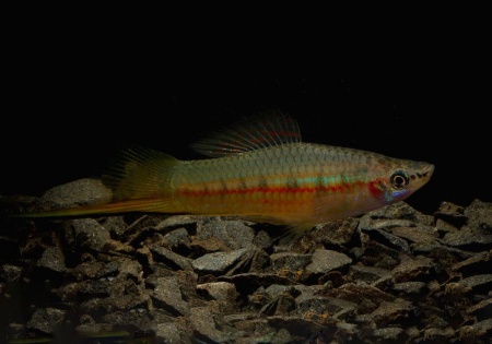 Меченосец Геллера зеленый (Xiphophorus helleri Green)
