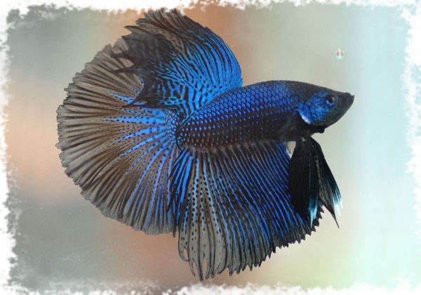 Петушок Халф Мун черно-синий призрак самец (betta splendens halfmoon black blue ghost)