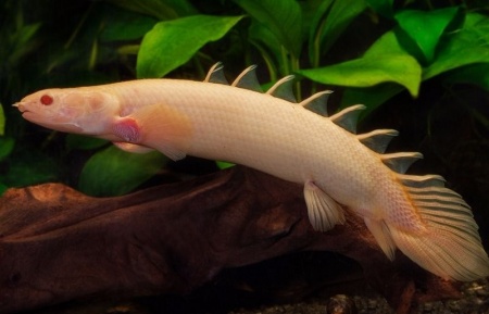 Полиптерус сенегальский альбинос (Polypterus senegalus albino) 5-6 см 