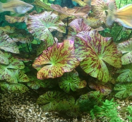 Нимфея красная Тигровый лотос ( Nymphaea lotus green)