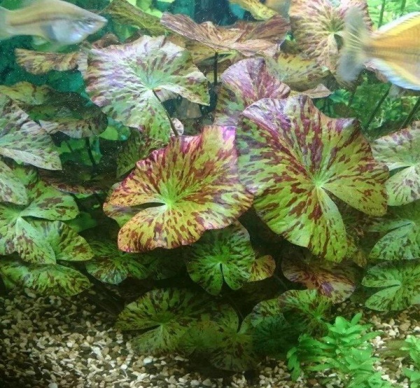 Нимфея красная Тигровый лотос ( Nymphaea lotus green)