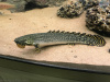 Полиптерус Орнатипиннис (Polypterus ornatipinnis) 15-16 см