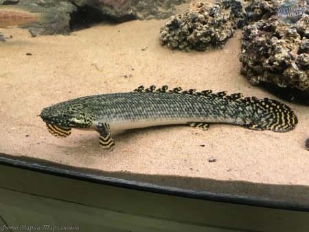 Полиптерус Орнатипиннис (Polypterus ornatipinnis) 15-16 см