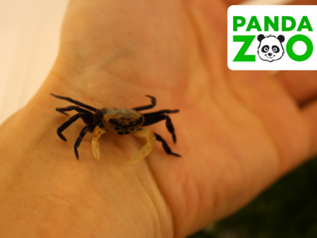 Краб Панда Борнео Krab Panda - (Lepidothelphusa cognetti) самка