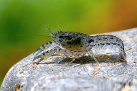 Рак карликовый голубой  (Cambarellus diminutus), 1, 2 -1,5см