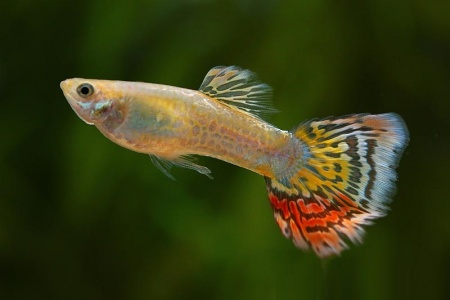 Гуппи ананас кобра (Guppy pineapple cobra)