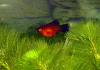 Пецилия красная чернохвостая (Xiphophorus maculatus red black tail)