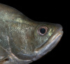 Нож Индийский Хитала глазчатый (Notopterus chitala) 7 см