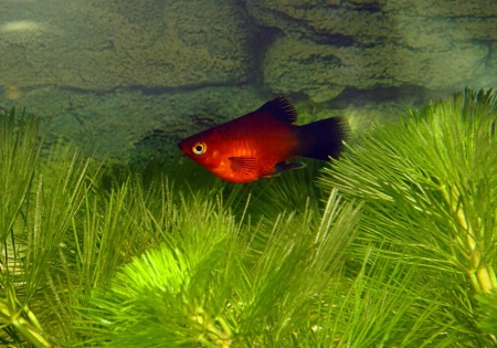 Пецилия красная чернохвостая (Xiphophorus maculatus red black tail)