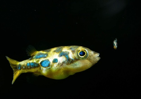 Тетрадон карликовый (Tetraodon travancoricus)