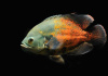 Цихлида Астронотус ореховый 5-6 см (Astronotus Ocellatus)